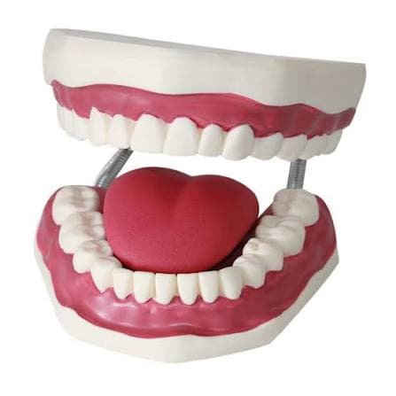 KR/K1 Dental Care Training Model with 28 Pieces